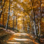 wood road dawn landscape